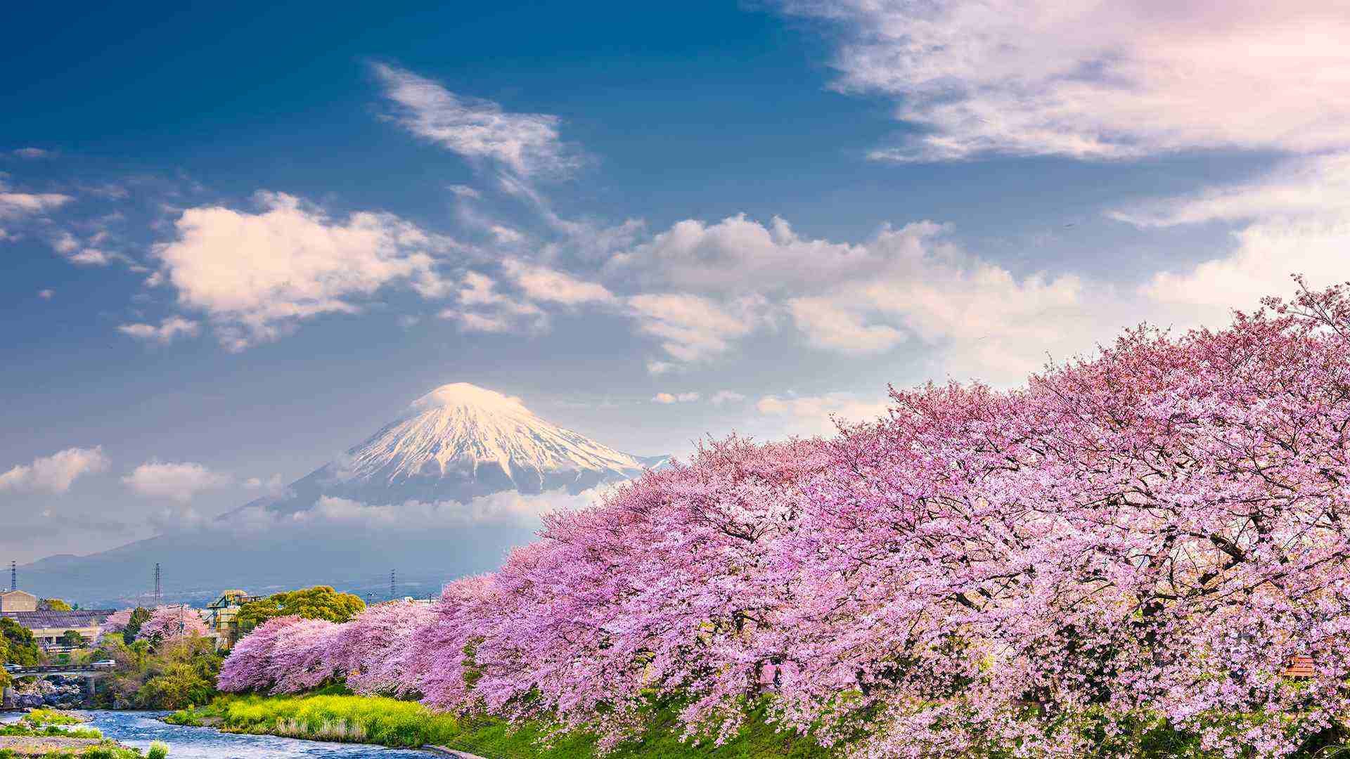 Cherry blossom and autumn foliage seasons in Japan