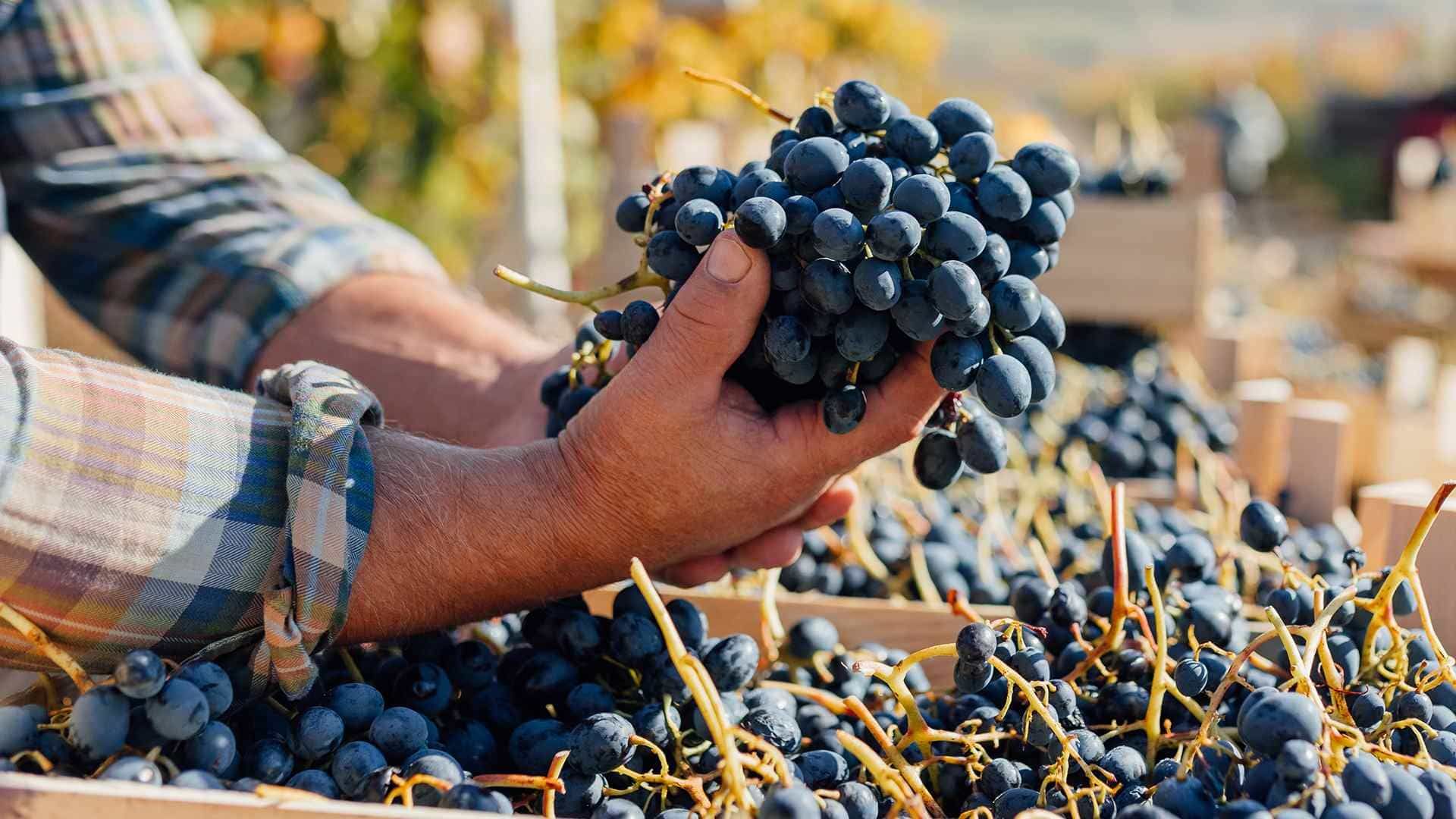Pickers during the vendanges in Burgundy in early October — harvest season in the French wine regions