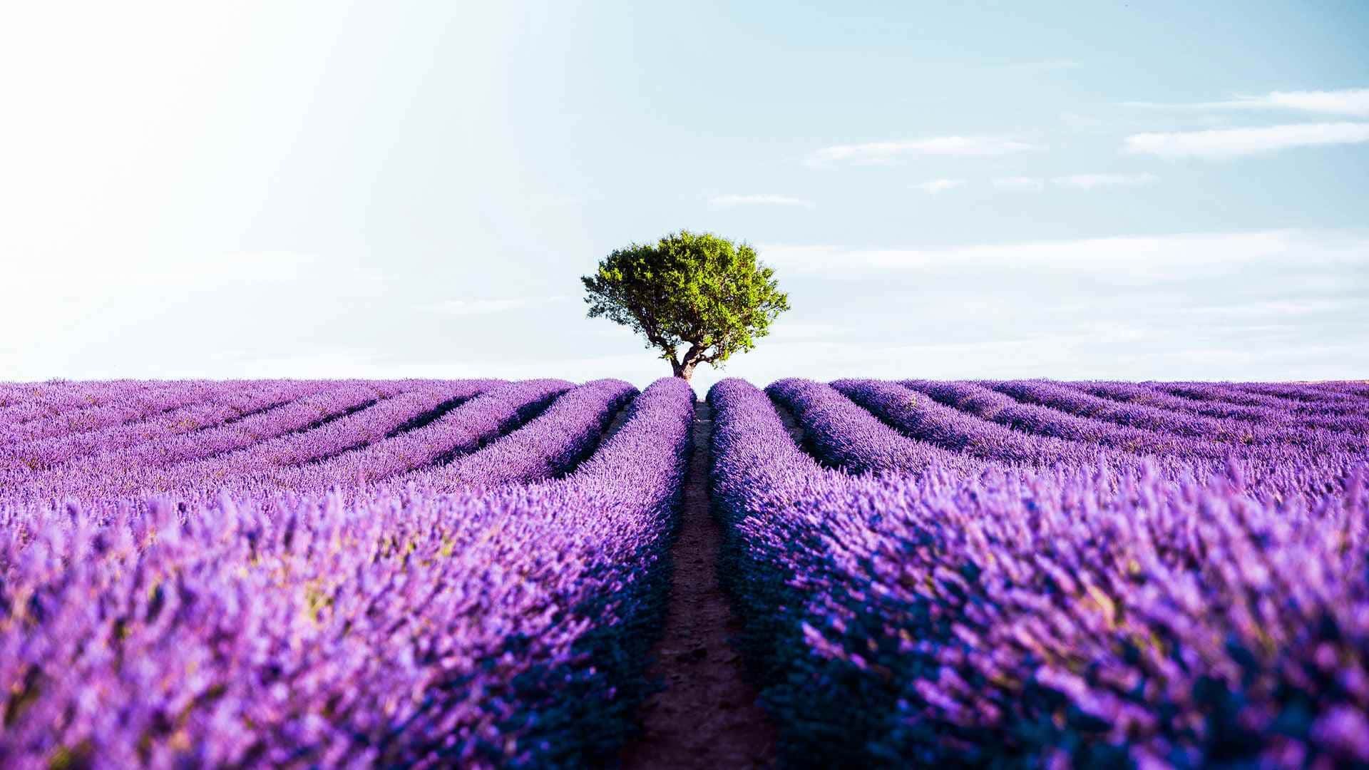 Lavender rows on the Valensole plateau in early July — peak lavender season in Provence
