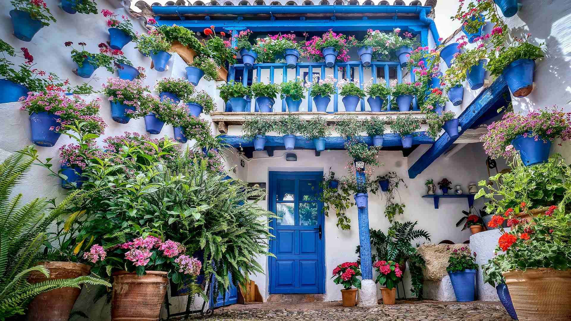 A Córdoba patio in full bloom during the Festival de los Patios in May